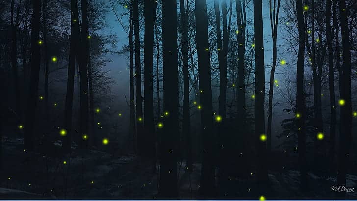 A Hundred Fireflies